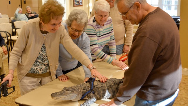 Emotional support alligator visits senior living facility