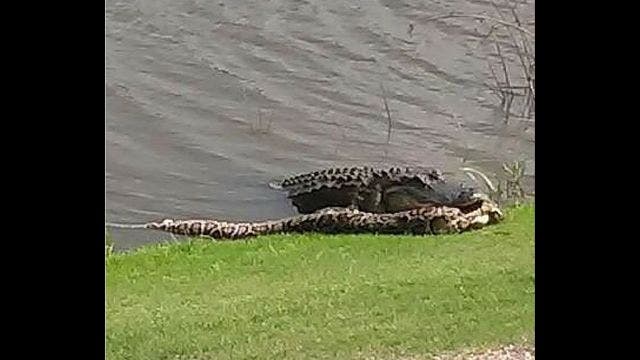 Python vs. gator on Florida golf course