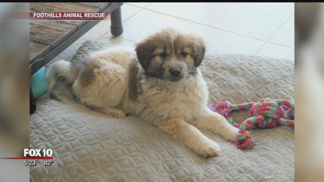 Pup reunited after owl carried it away in Scottsdale