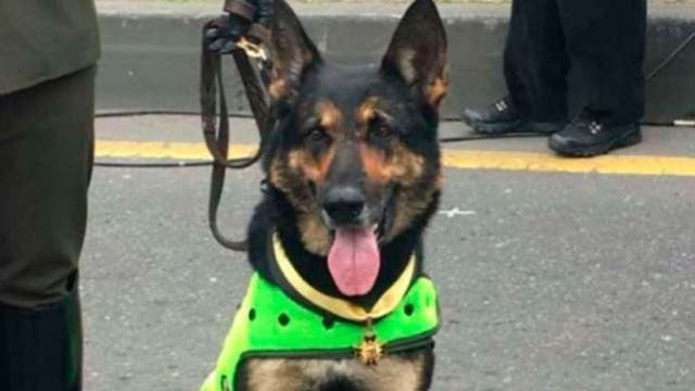Colombia drug gang reportedly puts $70G hit on dog's head