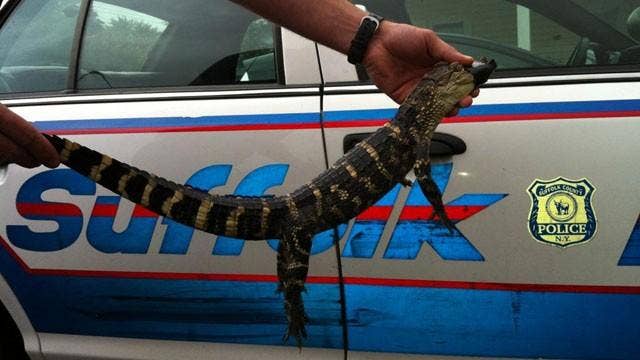 Suffolk SPCA: Turn in your illegal exotic pets