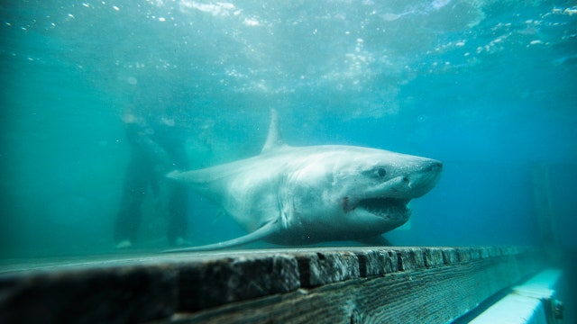 Great white shark tracked deep in Long Island Sound