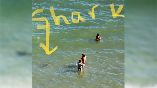 Unnerving photos reveal sharks just feet from unsuspecting beach-goers