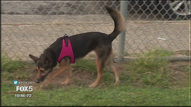 Lost Florida dog turns up on Long Island 18 months later