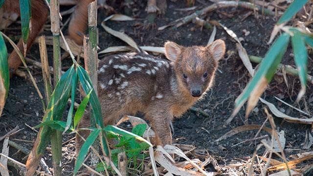 Pudu fawn on display at the Queens Zoo