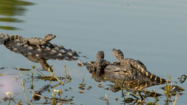 Baby alligators soak up the sun at Circle B Bar Reserve