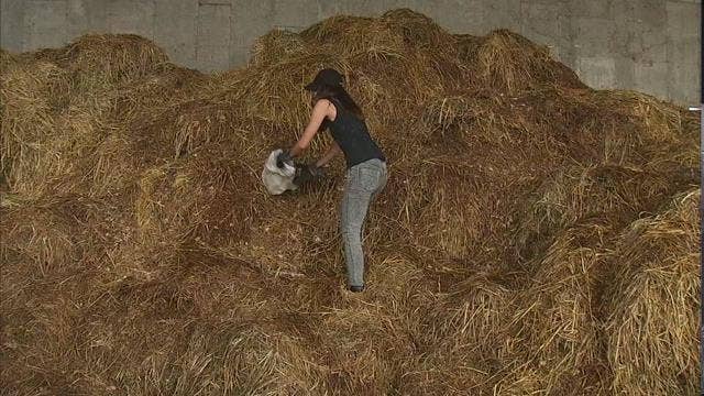 Working at Belmont Park | Jen at Work