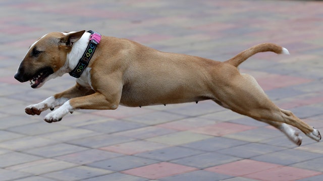 Fitness tracker for dogs