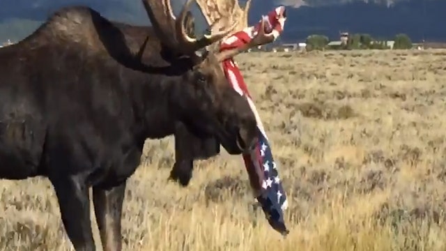 Watch: Moose with American flag on antler crosses the road