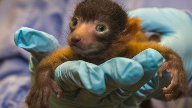 First video of rare Red Ruffed Lemur born at the San Diego Zoo