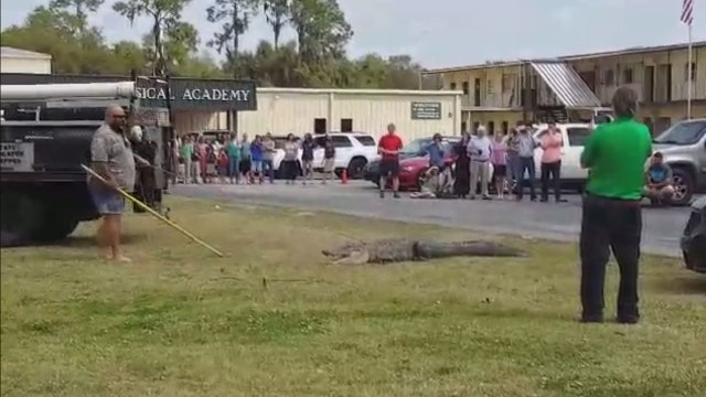 10-ft gator wrangled outside Lakeland school