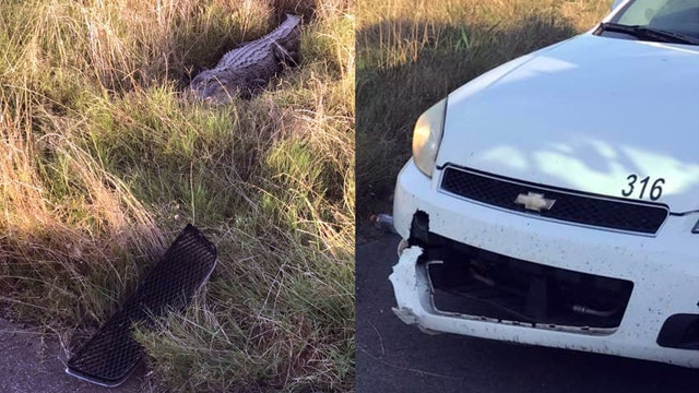 Alligator takes bite out of Louisiana deputy's patrol car