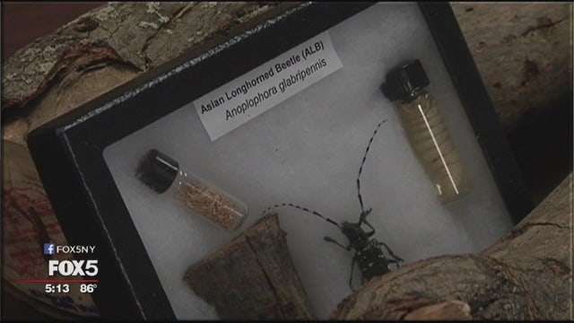 Asian longhorned beetle destroying New York trees