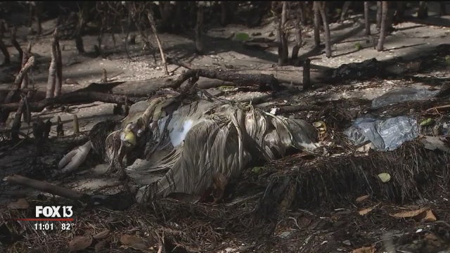 Decapitated animals, fruit, flowers found along Courtney Campbell beach