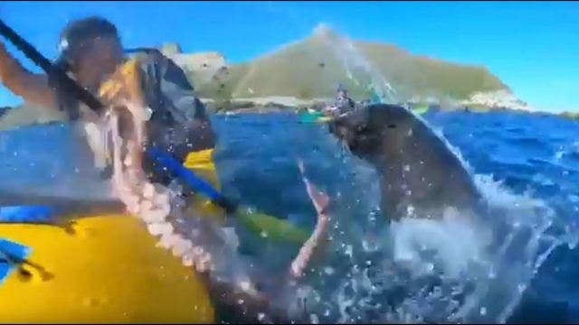 Seal slaps kayaker with octopus in New Zealand