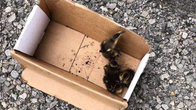 Officer climbs into storm drain to rescue ducklings