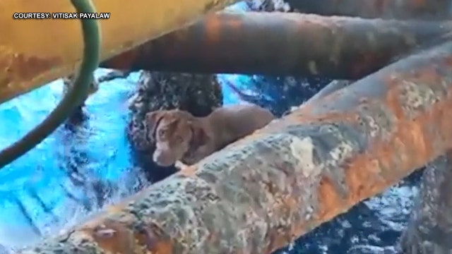 Dog found swimming 135 miles off Thailand coast