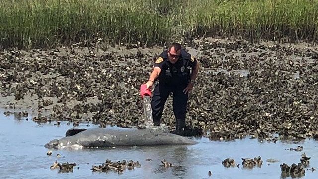 Manatee rescued from muddy, shallow water in Florida