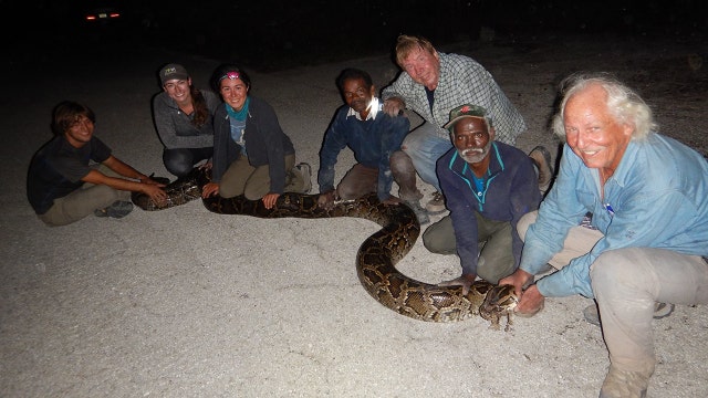 Snake catchers from India hunt pythons in Florida Everglades
