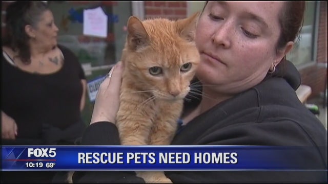 Rescue groups scramble to find homes for animals