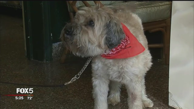 Proposed bill would bar insurers from denying medical coverage to pets with pre-existing conditions