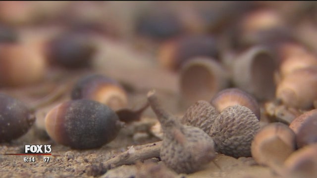 Acorn bombardment is not just your imagination