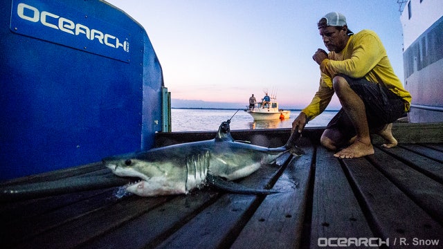 Research group confirms white shark nursery off Long Island