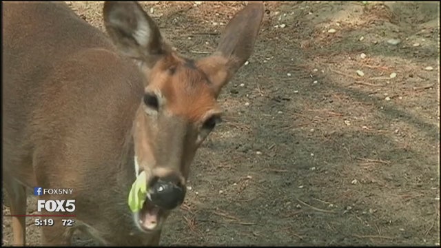 DEC: Rehabbing injured deer is illegal