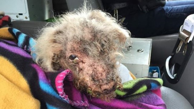 Emaciated dog abandoned outside Long Island shelter
