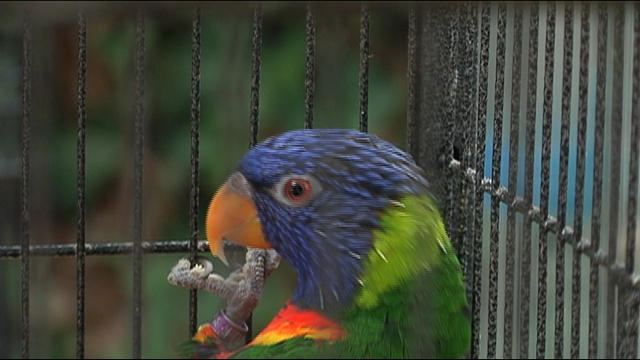 Man turns himself in after more than 300 birds rescued from home