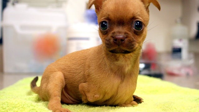 Abandoned puppy without front legs gets new set of wheels