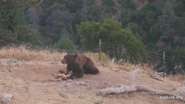 Rare sighting of black bear eating condor in Big Sur