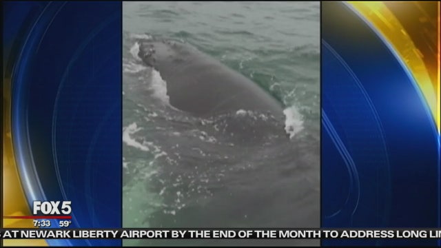 Fishermen free whale trapped in net off NJ