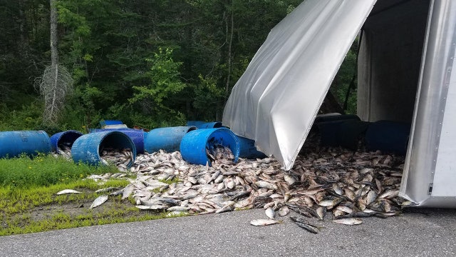 Fish out of barrels: bait spills on highway