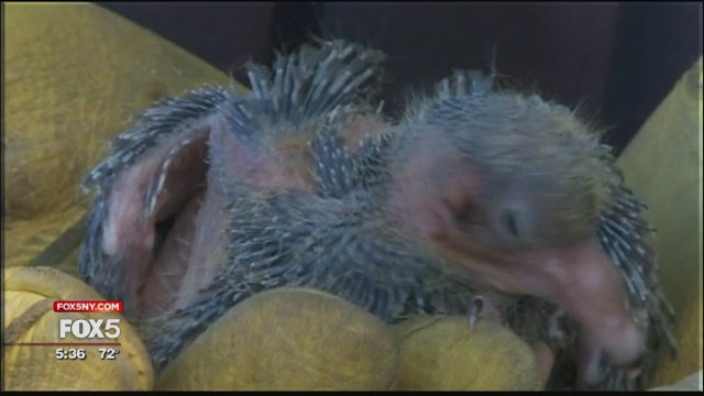 344 pigeons found in feces-infested Long Island home