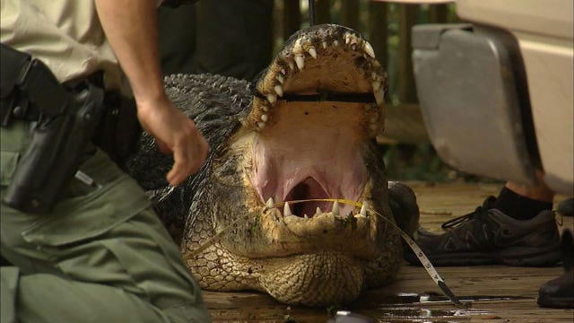 12-foot alligator killed after body of missing snorkeler found