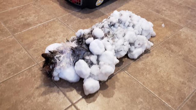 Veterinarians revive cat that nearly froze in Montana