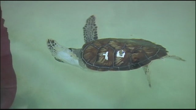 Experts try to save 'cold stunned' sea turtles