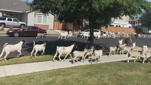 'This is not normal:' Goats on the loose in East Bay neighborhood