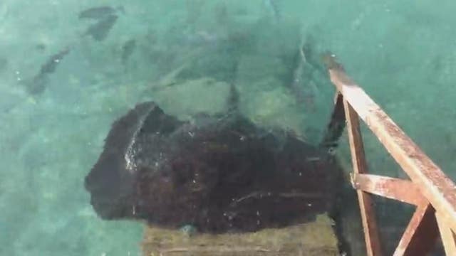Giant Stingray jumps onto ramp for a treat