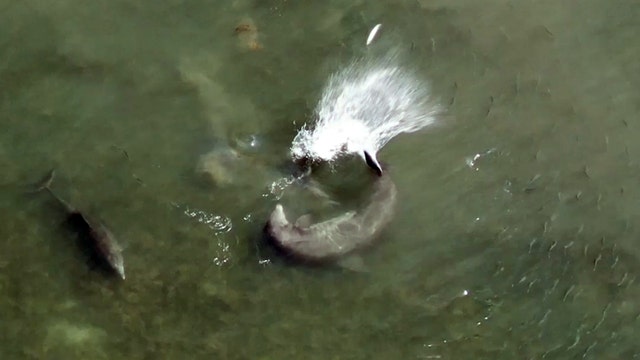 Watch: Dolphins stun fish by launching them into the air