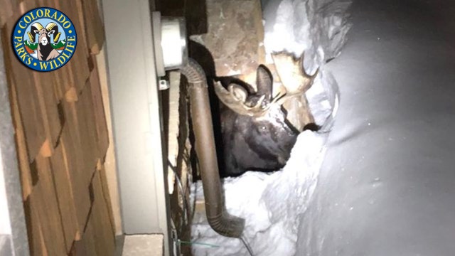 Crews save a moose trapped in a snowy window well in Colorado