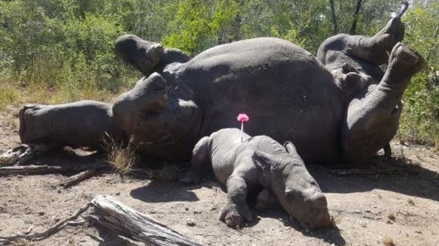 Baby rhino found huddled by dead mother's body after poacher attack