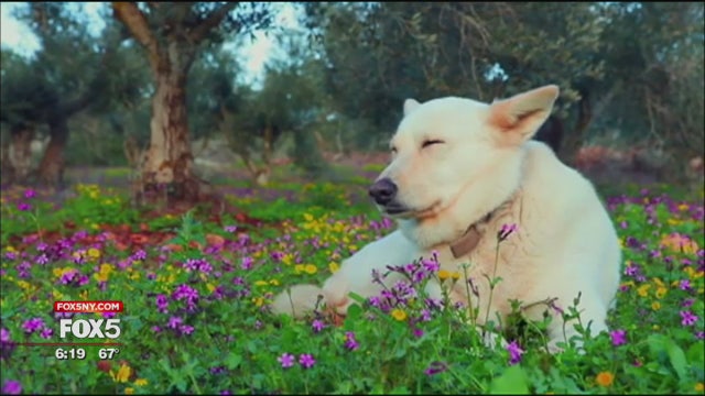 DOGTV entertains your pooch while you're away