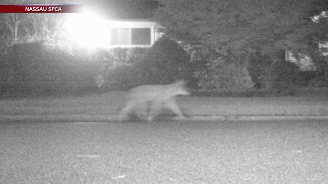 Coyotes spotted in Nassau County