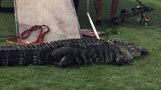 Diver bitten by alligator at Englewood golf course