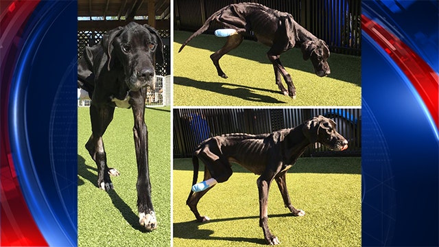 Shelter says starved Great Dane ate own foot to survive