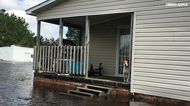 ASPCA helps rescue animals stranded across eastern NC