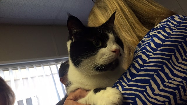 Bart the 'Zombie Cat' officially adopted nearly 2 years later