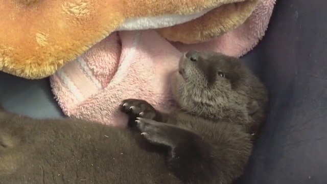 CUTE ALERT: Otter rescued by SRP workers in a canal